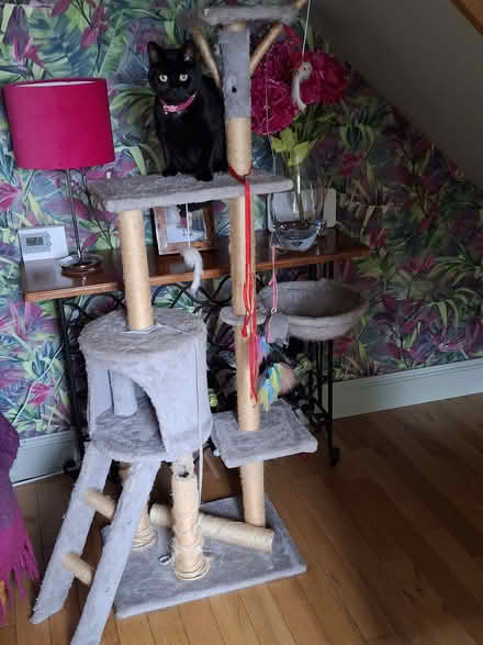 Photo of free Cat tree (crossford KY12) #1