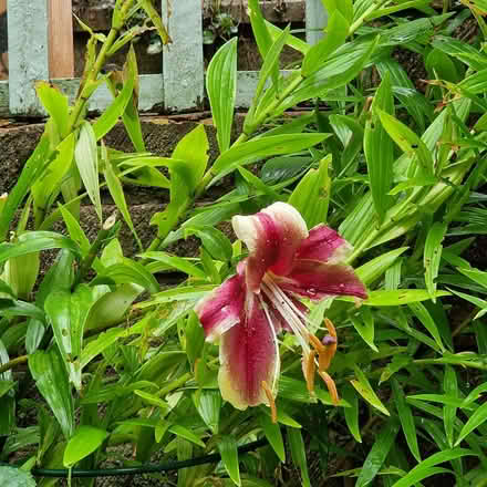 Photo of free Pot full of lillies for garden (Clive Vale TN35) #1