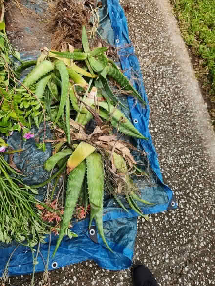 Photo of free Plants (Palm Harbor 34683 CR1 Tpa Rd) #3