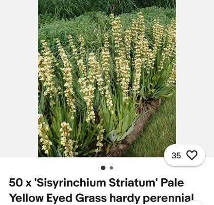 Photo of free 3 clumps of this (Welling DA16) #2