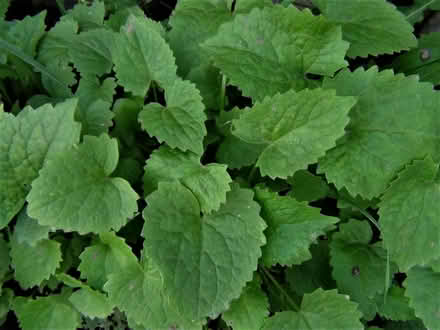 Photo of free HONESTY plants (lumaria annua) (Kingsmead) #2