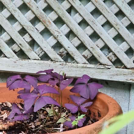Photo of free Large plant pot and saucer. Full compost. Small plant (Clive Vale TN35) #2