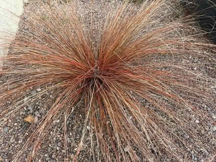 Photo of free Carex ornamental grass (Waterlooville PO7) #1