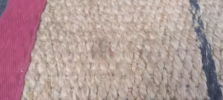 Photo of free Sisal rug (Jordanhill G13) #3