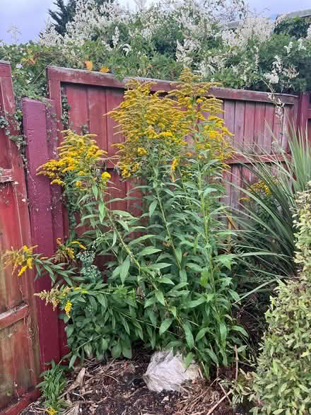 Photo of free Golden Rod / Solidago (Waterlooville PO7) #1