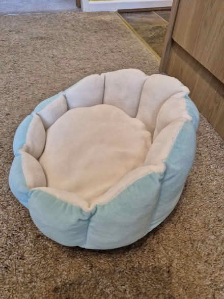 Photo of free Seashell kitten bed (Oughtibridge S35) #2