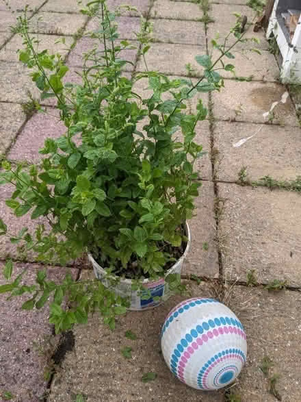Photo of free Mint plant (Fareham PO15) #1