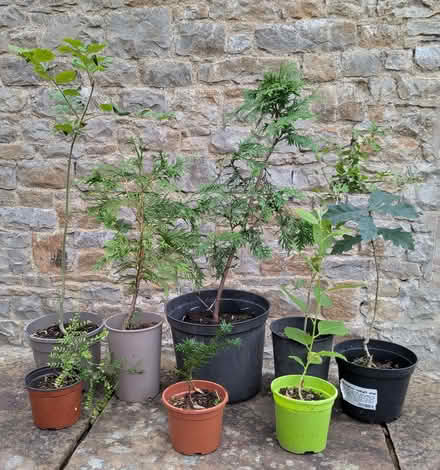 Photo of free Young trees (Pooley Bridge CA10) #1