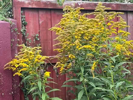 Photo of free Golden Rod / Solidago (Waterlooville PO7) #2
