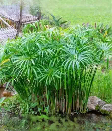 Photo of Umbrella plant cuttings (Wokingham, RG41) #1