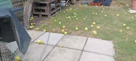 Photo of free Windfall apples (RG2 south Reading) #1