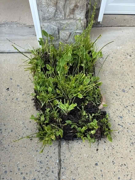 Photo of free Hostas (Columbia, md) #1