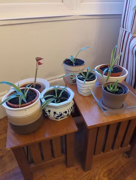 Photo of free Repotted Plant babies (Southend SS1) #4