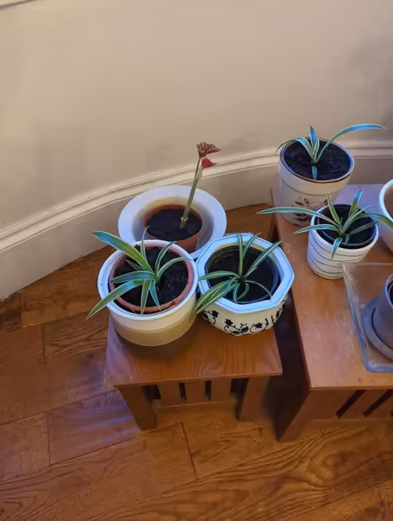 Photo of free Repotted Plant babies (Southend SS1) #2