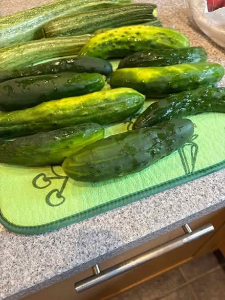 Photo of free Courgettes and cucumbers (Lyncombe) #2