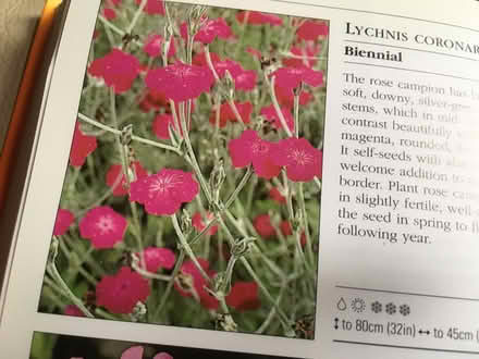Photo of free Lychnis Coronaria Seeds (CO11) #1