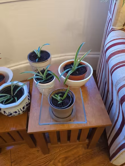 Photo of free Repotted Plant babies (Southend SS1) #3