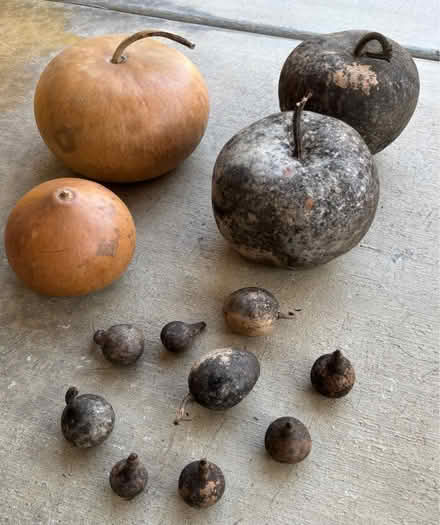 Photo of free Gourds (North Fontana) #1