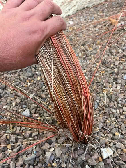 Photo of free Carex ornamental grass (Waterlooville PO7) #2
