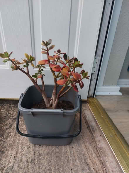 Photo of free indoor house plant (Monkmoor SY2) #1