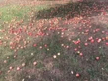 Photo of free Apples (Belle Vue) #1