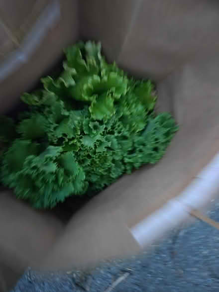 Photo of free Lettuce just picked this evening (Near the experimental farm) #2