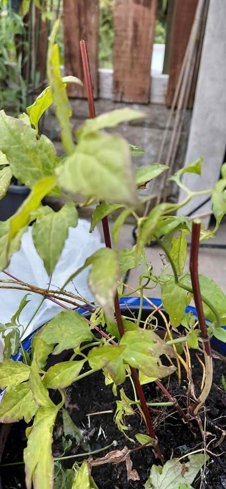 Photo of free Climbing clematus (Sheffield 12 S12) #1