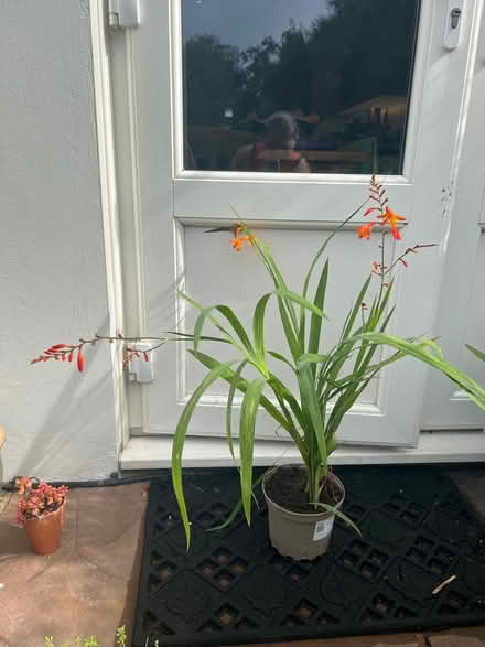 Photo of free Crocosmia (TN37 near Asda) #1