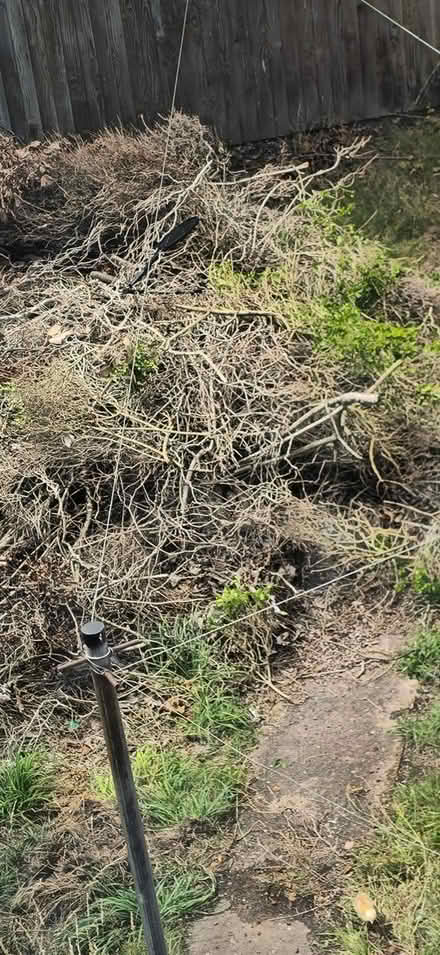 Photo of free dry firewood branches (Birmingham) #1