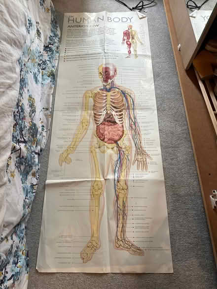 Photo of free Anatomical posters (Gloucester) #2