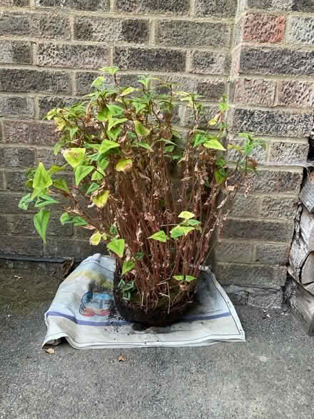 Photo of free Persicaria (World’s End Burgess Hill) #2