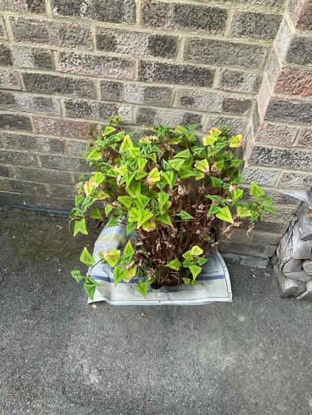 Photo of free Persicaria (World’s End Burgess Hill) #1