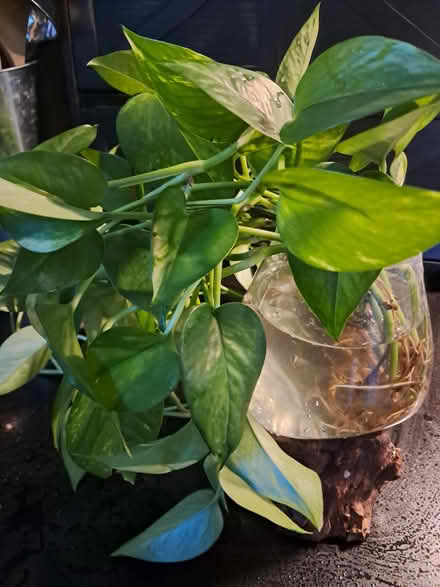 Photo of free Well-rooted pothos clippings (Birchmount & St Clair) #1