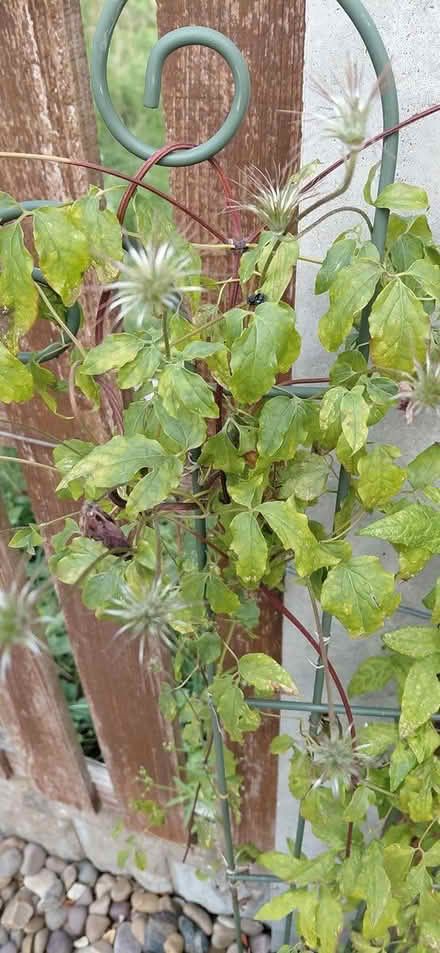 Photo of free Climbing clematus (Sheffield 12 S12) #2