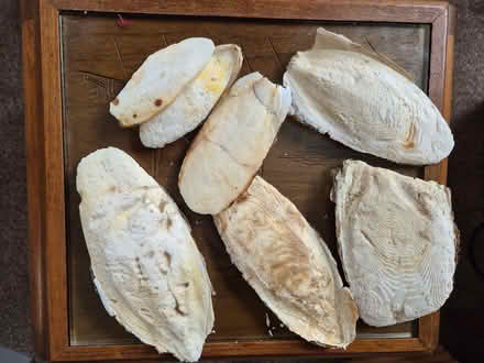 Photo of free Cuttlefish (Ruishton, Taunton) #1
