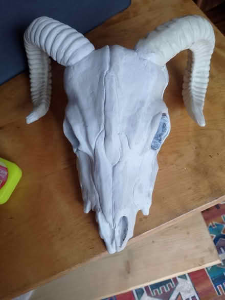 Photo of free Ram skull Hanging (plastic) (Barry) #1