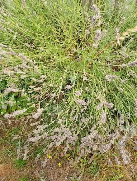 Photo of free Fresh cut Lavender for drying. (Temple Cowley OX4) #2