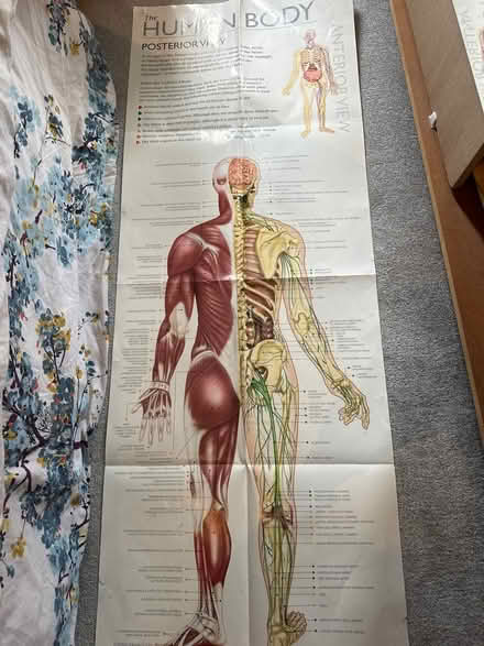 Photo of free Anatomical posters (Gloucester) #1