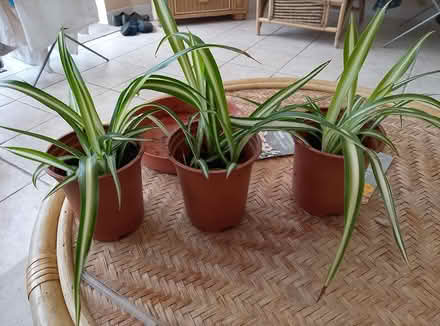 Photo of free spider plants (waterlooville) #1