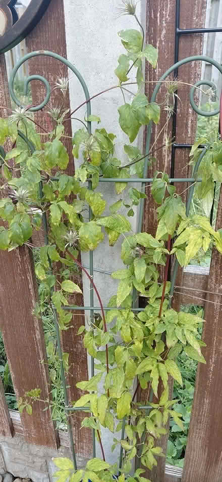 Photo of free Climbing clematus (Sheffield 12 S12) #3