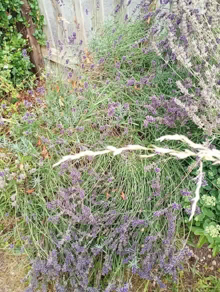 Photo of free Fresh cut Lavender for drying. (Temple Cowley OX4) #1