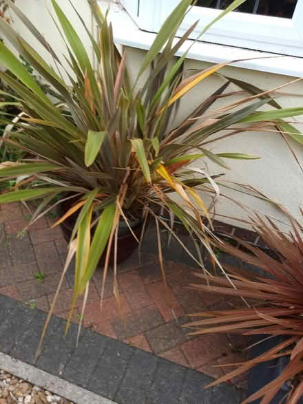 Photo of free Cordyline plant (City of Bristol BS16) #1