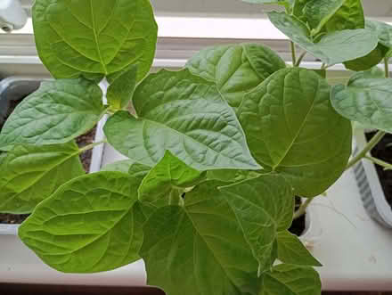 Photo of free Physalis plants (Slade Green DA8) #1