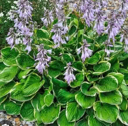 Photo of Hosta plant variety #1