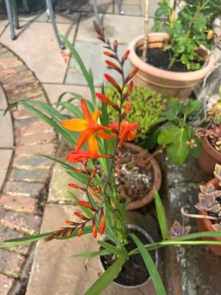 Photo of free Crocosmia (TN37 near Asda) #2