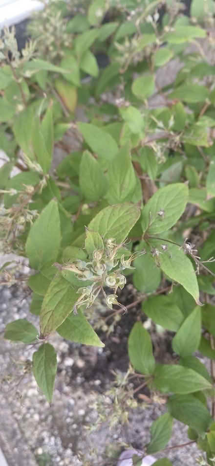 Photo of free Shrub (Sheffield 12 S12) #2