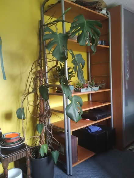 Photo of free Cheese plant, large (Orwell SG8) #1