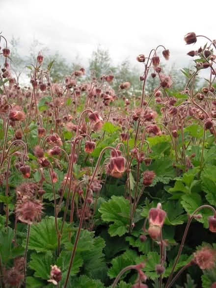 Photo of free Pond Plant Divisions (Sunbury on Thames TW16) #2