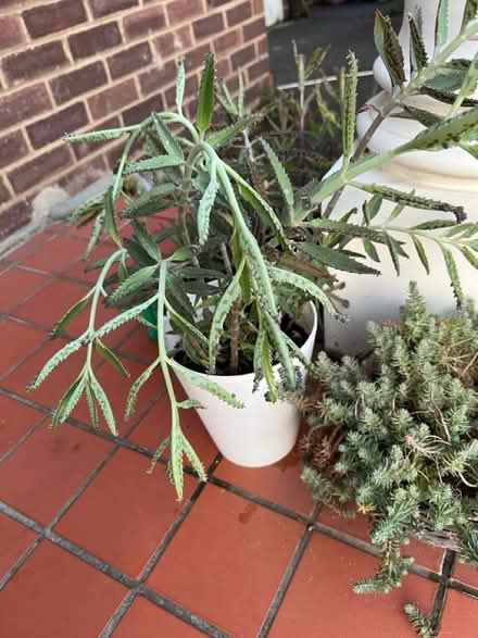 Photo of free Mother of thousands succulent (Hanworth Park TW13) #3