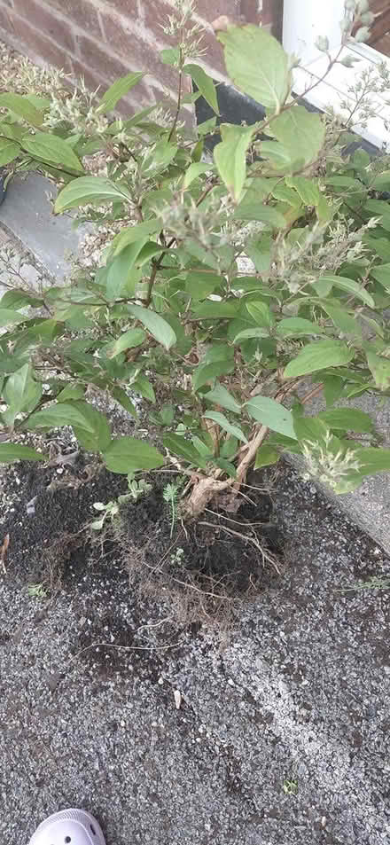 Photo of free Shrub (Sheffield 12 S12) #3